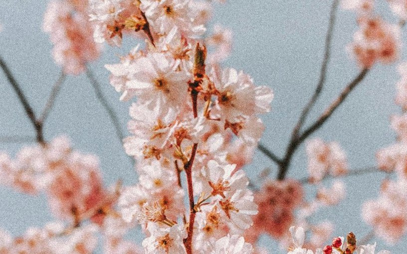 Le pommier en fleurs représente l'arbre qui prend sa place après l'hivers, comme lorsque, grâce au cadre bienveillant de la thérapie, nous osons prendre la place qui est la notre, dans notre environnement. Aller à la rencontre de ses émotions et de ses sensations, c'est aussi recontacter notre pulsion de vie et retrouver notre capacité de choix. 